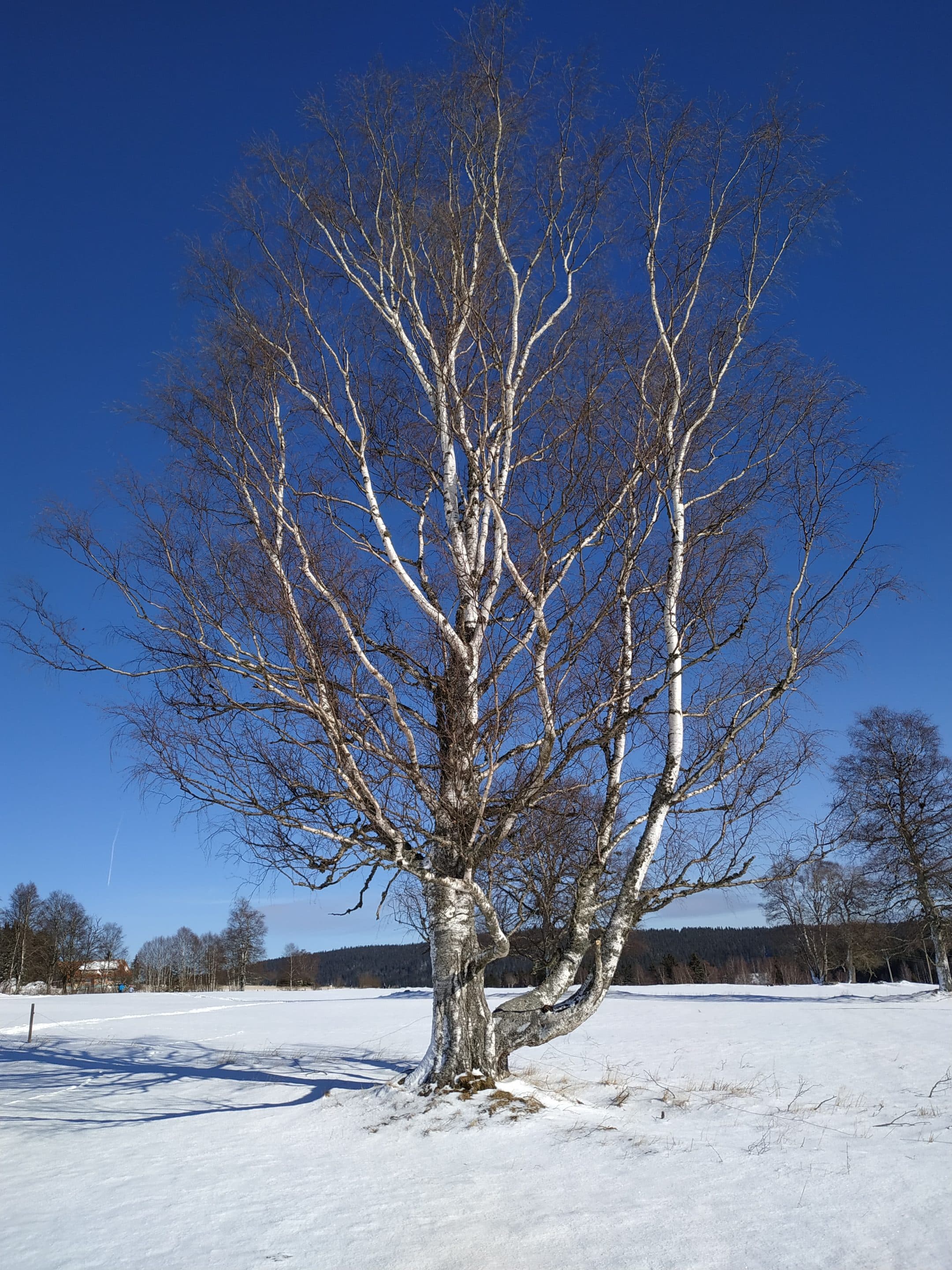Šumavský výletník – únor